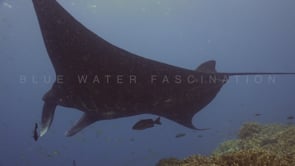 1211_black manta ray swimming over coral reef