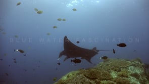 1212_black manta ray turning over coral reef