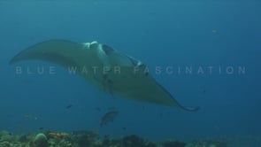 1798_manta ray with shark sucker attached
