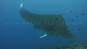 1799_manta ray with shark sucker swimming over coral reef