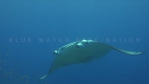 1800_manta ray with shark sucker