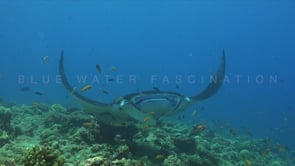1801_manta ray passing close in front of camera