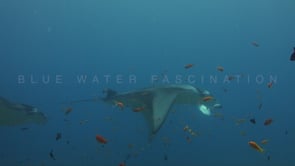 1802_manta ray swimming over coral reef