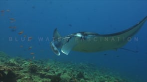 1803_manta ray passing camera side view