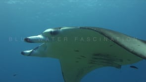 1804_manta ray passing over head