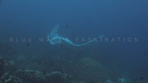 2052_manta ray hovering over coral reef