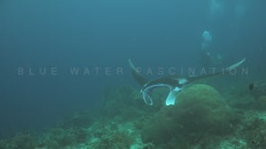 2063_manta ray and scuba divers