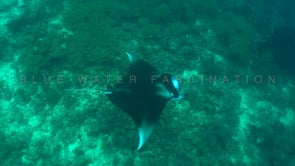 2064_manta ray from above