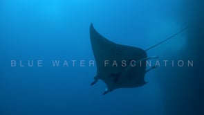 2164_Manta ray passing overhead
