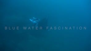 2165_Manta ray passing