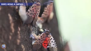 Laternflies