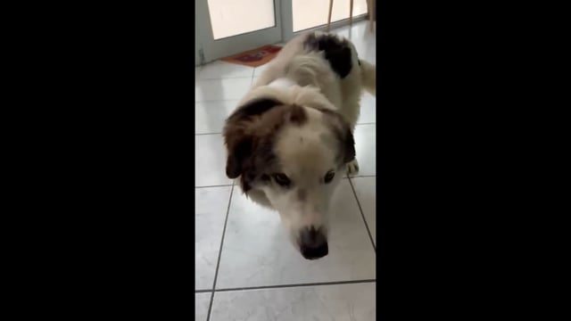 Αναρρώνει σκύλος που βρέθηκε στο Μαυρονέρι Φθιώτιδας με κομμένο πόδι με τσεκούρι 27-4-2025