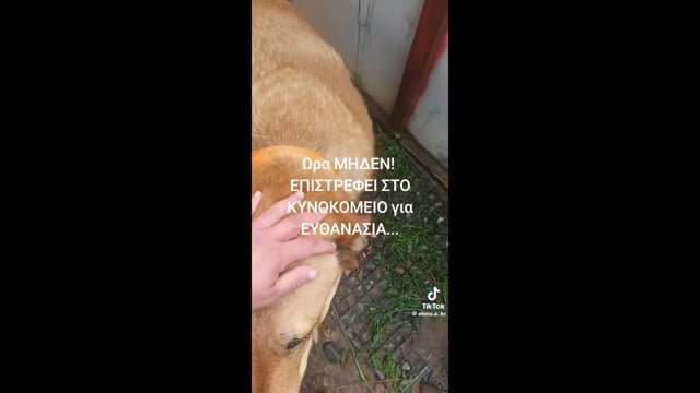 Δεν θα γίνει ευθανασία στον σκύλο από τον Δήμο Κοζάνης επισημαίνει σε ανακοίνωση του 28-4-2025