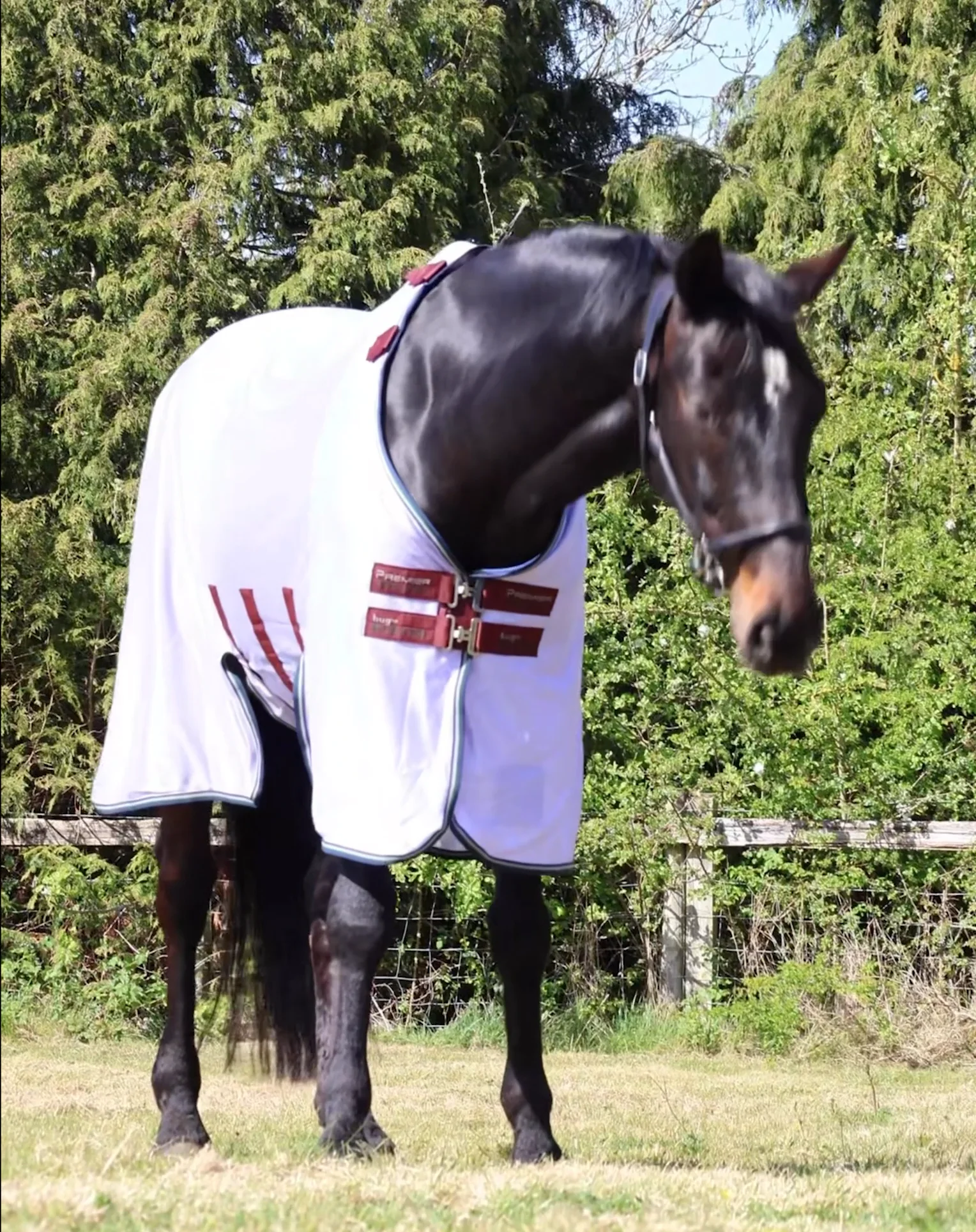 Couverture imperméable, Buster 50gr avec cou amovible - Premier Equine