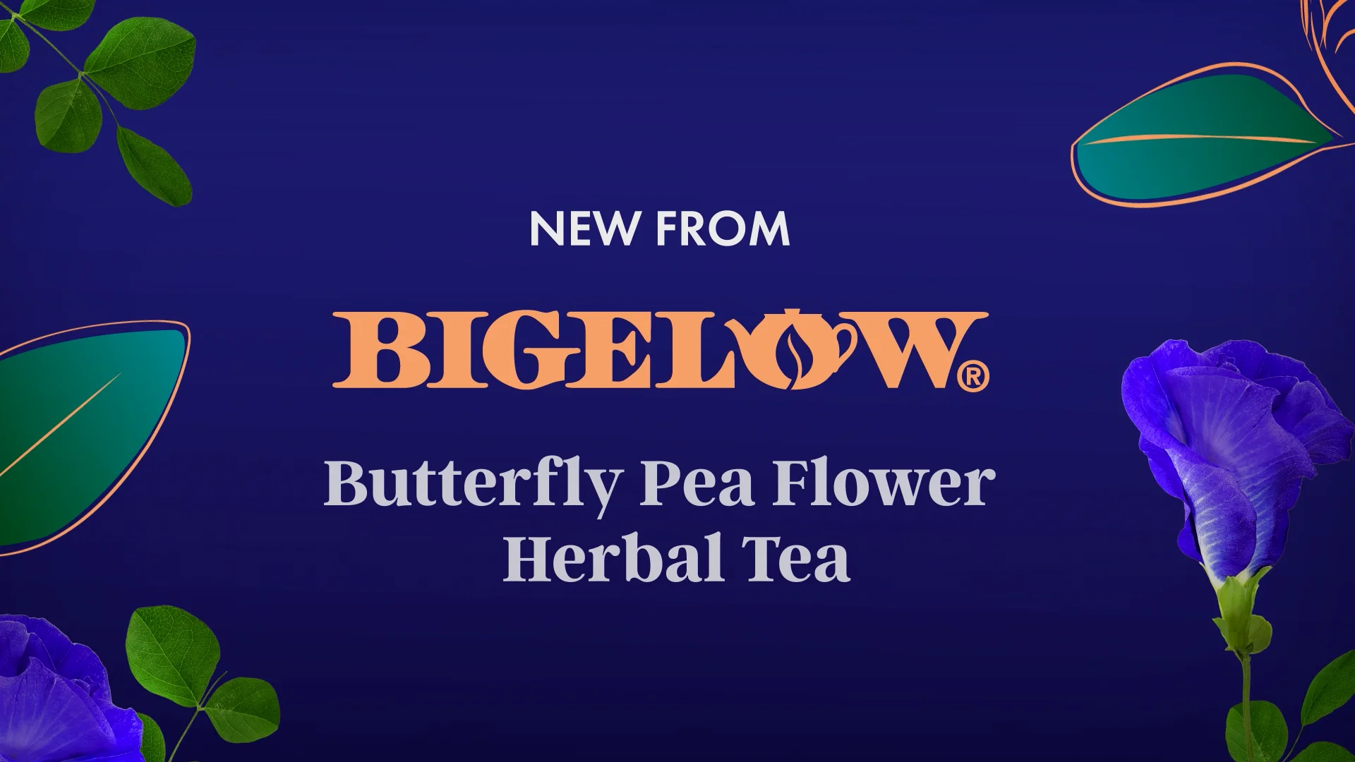Amazon.com : BLUE TEA - Butterfly Pea Flower + Hibiscus