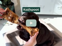Geef je hond langdurig kauwplezier met onze stevige 100% natuurlijke Kalfspoot! Deze traktatie is perfect voor honden die graag kauwen en draagt tegelijkertijd bij&amp;hellip;