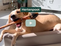 Heeft jouw hond een gevoelige maag of voedselallergie&amp;euml;n? Onze 100% natuurlijke hertenpoot is d&amp;eacute; perfecte hypoallergene kauwsnack! Speciaal samengesteld&amp;hellip;