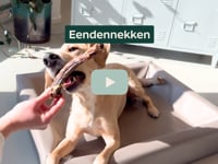 Is jouw hond klaar voor iets nieuws? Onze eendennekken zijn een heerlijke afwisseling in het snackassortiment van je hond! Ze zijn licht verteerbaar, hypoallergeen&amp;hellip;
