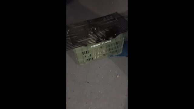 Σκύδρας Πέλλας: Εγκατέλειψε κουτάβια μέσα σε καφάσι 28-4-2025