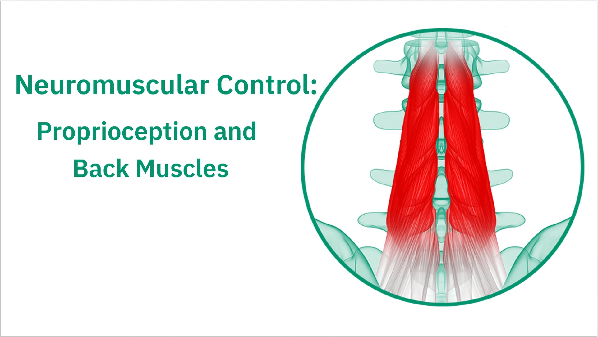 Neuromuscular Control: Proprioception and Back Muscles (AUS) | Videos ...