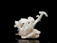 Ram Horns Selenite