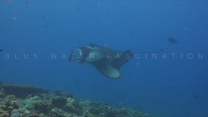 0289_Manta ray turning in front camera