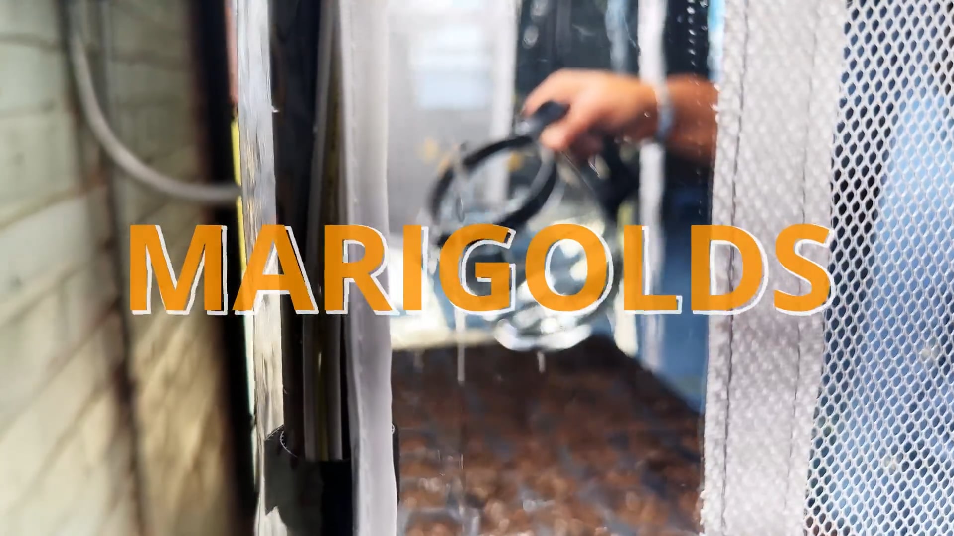 The Finney Center | Boxcar Garden - Sowing Seeds - Marigolds