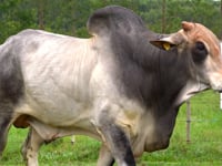 Lote 01T