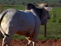 Lote 05T