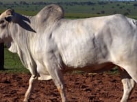 Lote 06T