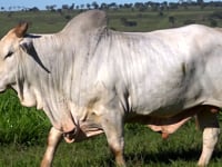 Lote 07T