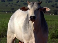 Lote 08T