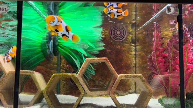 Picasso Clownfish Pair WYSIWYG 1 video