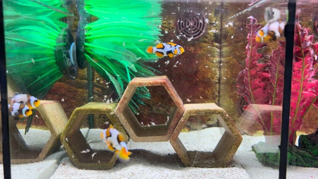 Picasso Clownfish Pair WYSIWYG 1 video