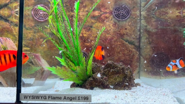 Flame Angelfish WYSIWYG 17 video