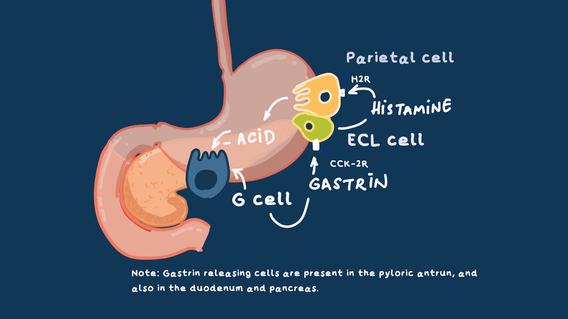 Clinical Applications of Proton Pump Inhibitors (Part 2)