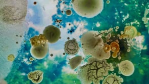 Wisdom of the Microverse with the Biome Consortia