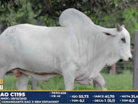 Lote 270