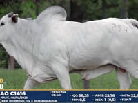 Lote 294