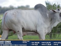 Lote 298