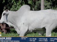 Lote 304