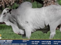 Lote 306