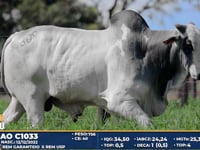 Lote 309