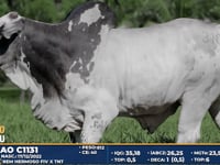 Lote 310