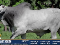 Lote 313