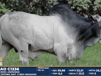 Lote 314