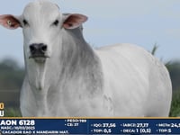 Lote 326