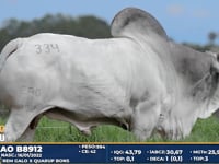 Lote 334