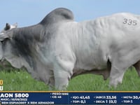 Lote 335