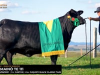 LOTE 06